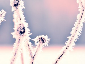 problemas-salud-invierno problemas-salud-invierno